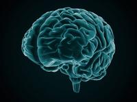 Brain Brain