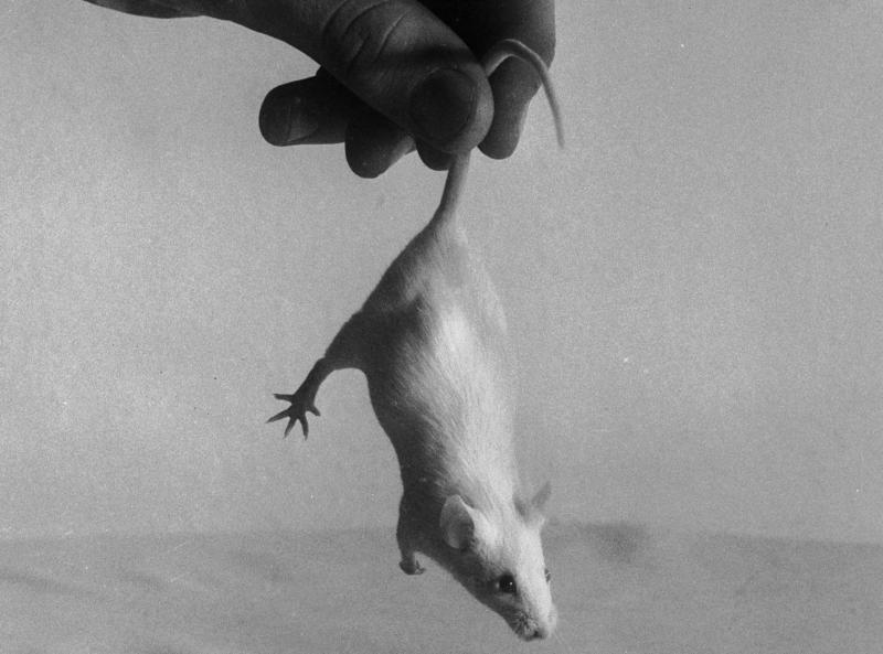 Incoming! (A 1955 file photo; we assume this little guy was not harmed in the making of the image.) Incoming! (A 1955 file photo; we assume this little guy was not harmed in the making of the image.)