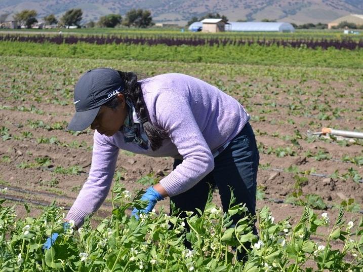 Agricultural work, which is physically demanding, is also a risky business venture. Agricultural work, which is physically demanding, is also a risky business venture.