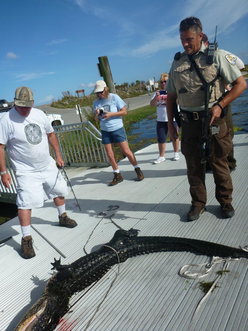 A Fish and Wildlife Service team caught and killed an alligator after the animal attacked a 6-year-old boy Friday. The boy survived with only incidental wounds. A Fish and Wildlife Service team caught and killed an alligator after the animal attacked a 6-year-old boy Friday. The boy survived with only incidental wounds.