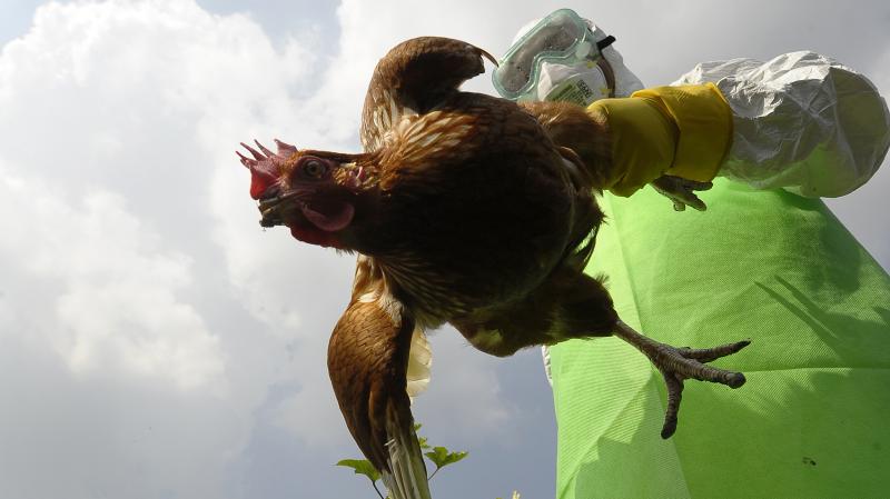 Health officials around the world are on constant lookout for the deadly bird flu. Here a worker collects chickens on a farm in Kathamndu, Nepal, where the virus was suspected of infecting poultry last October. Health officials around the world are on constant lookout for the deadly bird flu. Here a worker collects chickens on a farm in Kathamndu, Nepal, where the virus was suspected of infecting poultry last October.