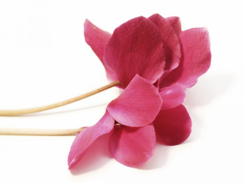 Flower from iStock Flower from iStock