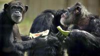 Hannah and Marty eat watermelon snacks at the Save the Chimps sanctuary. Hannah and Marty eat watermelon snacks at the Save the Chimps sanctuary.