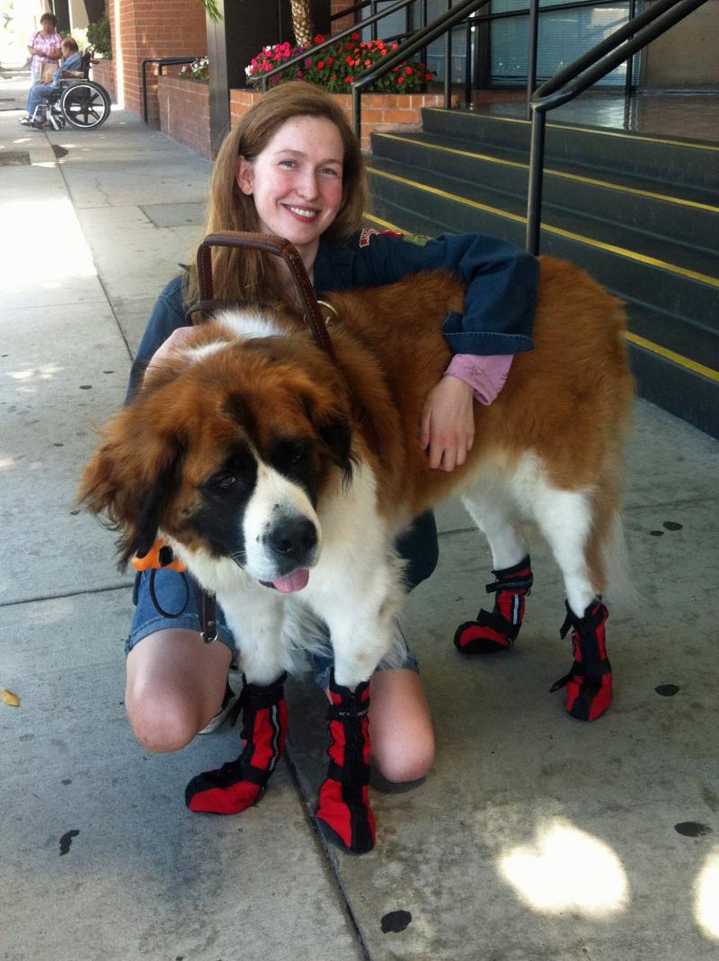 Lauren Henderson and her service dog, Phoebe, in Los Angeles. Henderson says she's seeing more dogs in vests that don't appear to be legitimate service dogs. Lauren Henderson and her service dog, Phoebe, in Los Angeles. Henderson says she's seeing more dogs in vests that don't appear to be legitimate service dogs.