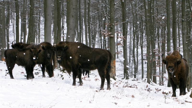 European bison, or wisents, keep a safe distance from human visitors to their enclosure on the property of Prince Richard of Sayn-Wittgenstein-Berleburg in Germany's densely populated state of North Rhine-Westphalia. European bison, or wisents, keep a safe distance from human visitors to their enclosure on the property of Prince Richard of Sayn-Wittgenstein-Berleburg in Germany's densely populated state of North Rhine-Westphalia.