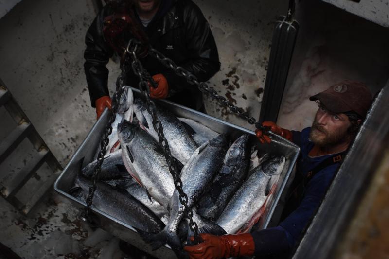 Crew members unload a catch of sockeye salmon at Craig, Alaska, in 2005. Researchers say fish are being found in new areas because of changing ocean temperatures. Crew members unload a catch of sockeye salmon at Craig, Alaska, in 2005. Researchers say fish are being found in new areas because of changing ocean temperatures.