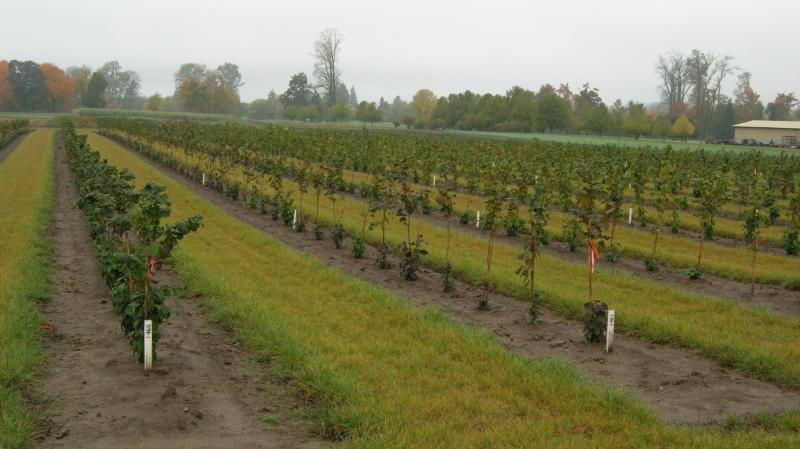 Oregon State University has been growing a variety of hazelnut trees over the years to develop blight-resistant breeds. Oregon State University has been growing a variety of hazelnut trees over the years to develop blight-resistant breeds.