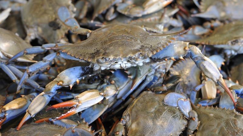 Hard crabs, like these blue crabs, are used in Bill Smith's Crab Stew recipe. Hard crabs, like these blue crabs, are used in Bill Smith's Crab Stew recipe.