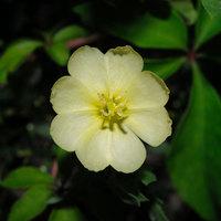 Visible spectrum. Certain bright colors and petal shapes attract certain pollinators. Visible spectrum. Certain bright colors and petal shapes attract certain pollinators.