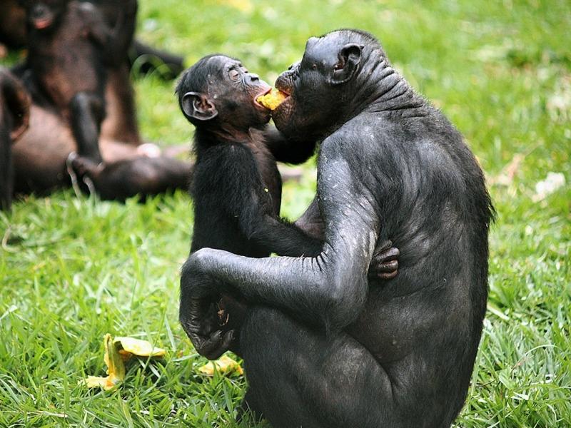 Bonobos share a piece of fruit at the Lola ya Bonobo sanctuary in the Democratic Republic of Congo. Bonobos share a piece of fruit at the Lola ya Bonobo sanctuary in the Democratic Republic of Congo.