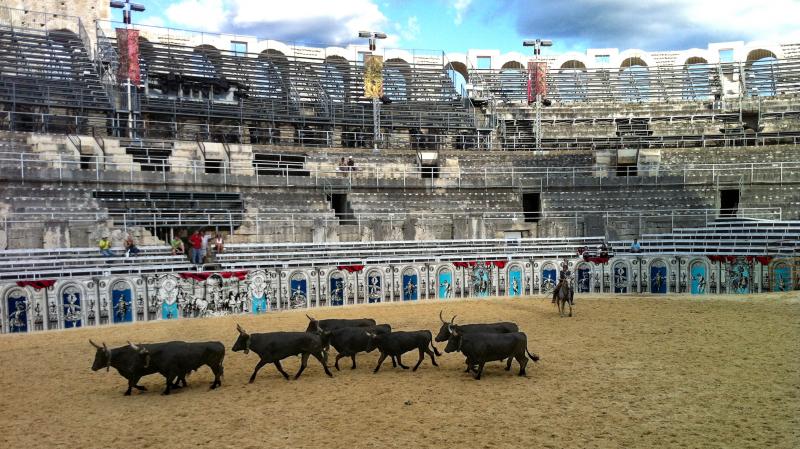 The black, long-horned Camargue bull is just one of two breeds of fighting bulls in Europe. The bulls are shown here at the Roman arena in Arles, southern France. The black, long-horned Camargue bull is just one of two breeds of fighting bulls in Europe. The bulls are shown here at the Roman arena in Arles, southern France.