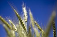 Wheat grows in a test field at Oregon State University in Corvallis. Some scientists believe that there's a chance that genetically modified wheat found in one farmer's field in May is still in the seed supply. Wheat grows in a test field at Oregon State University in Corvallis. Some scientists believe that there's a chance that genetically modified wheat found in one farmer's field in May is still in the seed supply.