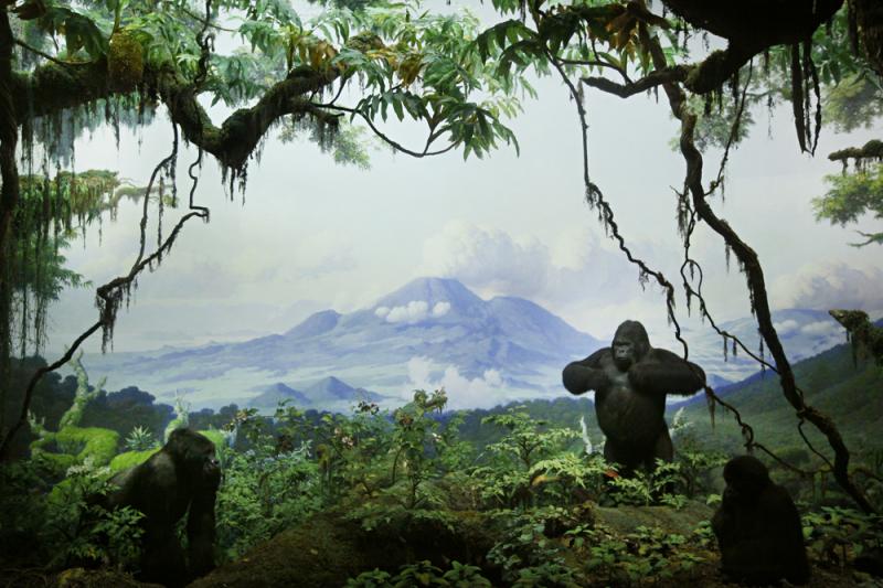 Mountain Gorillas, one of the first dioramas on which Fred Scherer apprenticed, completed in 1936. Mountain Gorillas, one of the first dioramas on which Fred Scherer apprenticed, completed in 1936.