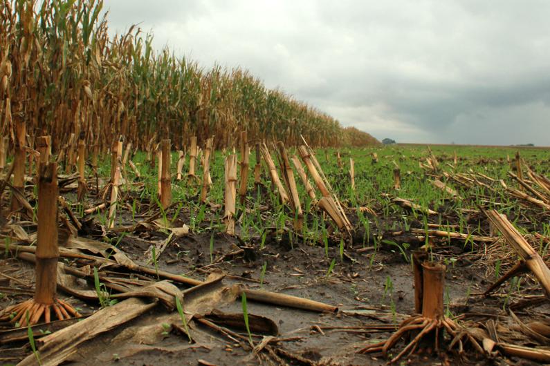 A cover crop of rye grass comes up in a field in eastern Nebraska. Cover crops help hold moisture and nitrogen in the soil. They can reduce nitrate runoff and erosion. A cover crop of rye grass comes up in a field in eastern Nebraska. Cover crops help hold moisture and nitrogen in the soil. They can reduce nitrate runoff and erosion.