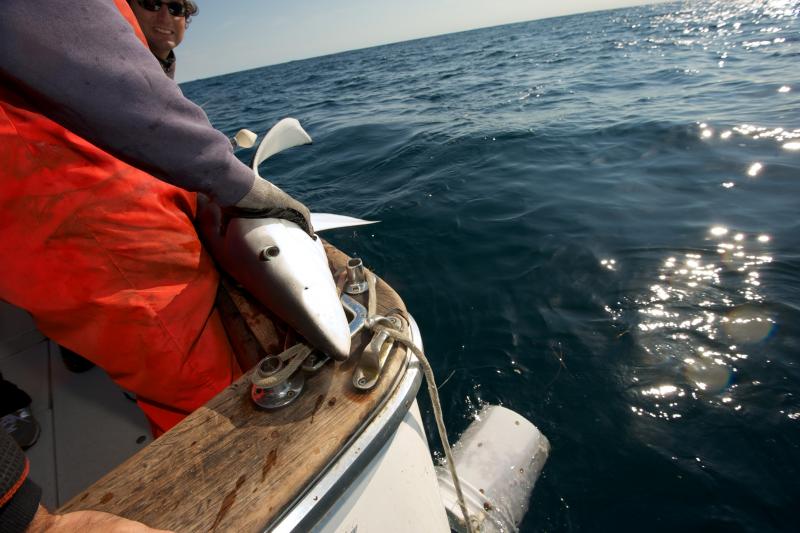 Capt. Art Gaeten holds a blue shark that was caught during a research trip in Nova Scotia. Scientists are studying the impact of swordfish fishing methods on the shark population. Capt. Art Gaeten holds a blue shark that was caught during a research trip in Nova Scotia. Scientists are studying the impact of swordfish fishing methods on the shark population.