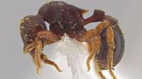 A side view of the new ant species Eurhopalothrix zipacna. Mounting glue and paper appear beneath the ant, one of 33 new species discovered in Central America by Jack Longino, a biologist at the University of Utah. A side view of the new ant species Eurhopalothrix zipacna. Mounting glue and paper appear beneath the ant, one of 33 new species discovered in Central America by Jack Longino, a biologist at the University of Utah.