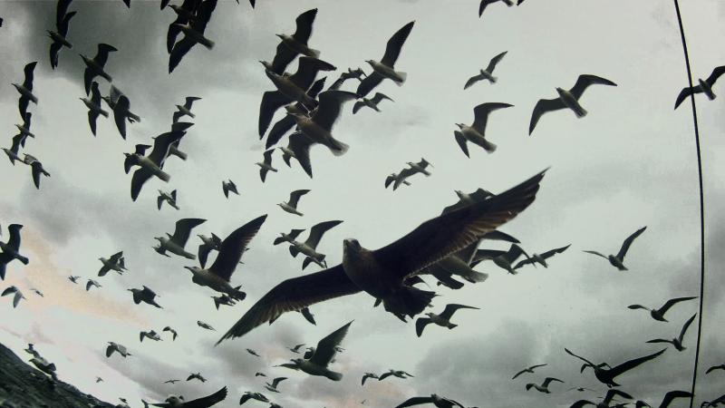 The noisy film is mostly wordless, with animals and nature filling in the blanks between its strangely stark images. The noisy film is mostly wordless, with animals and nature filling in the blanks between its strangely stark images.