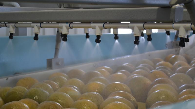 A melon washing station sprays cantaloupes with clean water and sanitizer. A melon washing station sprays cantaloupes with clean water and sanitizer.
