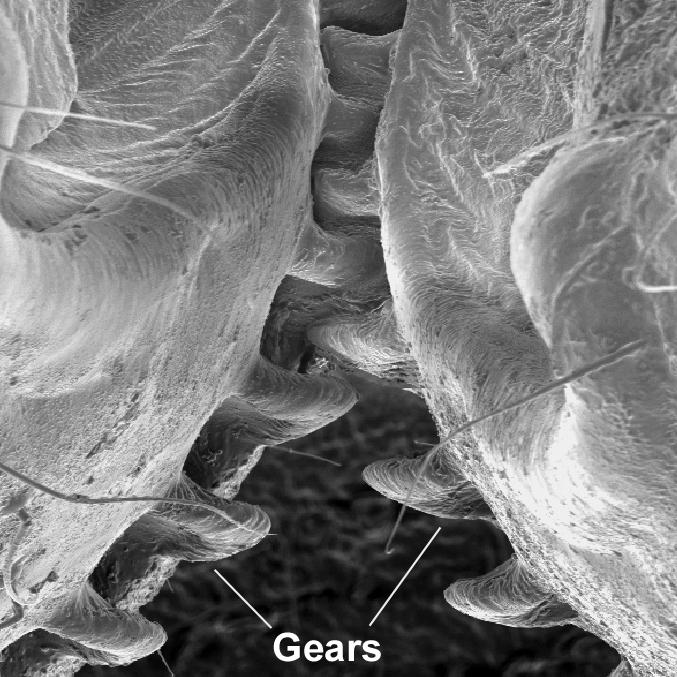 An image from an electron microscope of the back legs of a planthopper insect. An image from an electron microscope of the back legs of a planthopper insect.