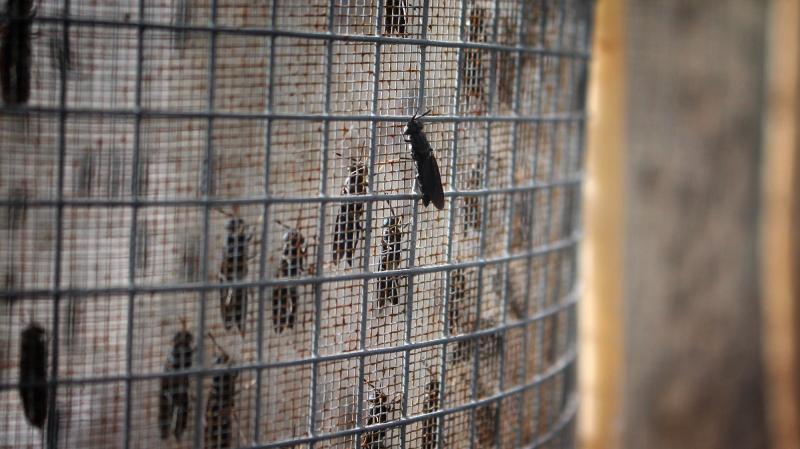 Black soldier flies mate and lay eggs inside these cages at EnviroFlight. Black soldier flies mate and lay eggs inside these cages at EnviroFlight.