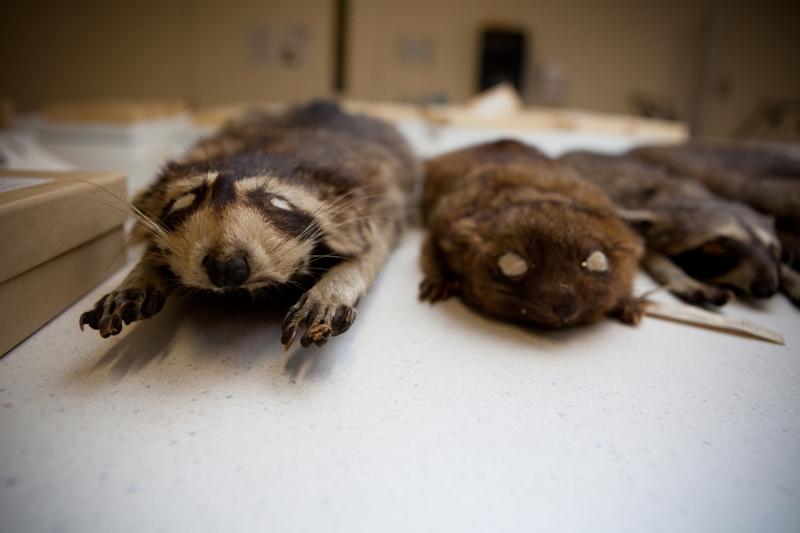 The olinguito (right) was discovered while a researcher was sifting through specimens at The Field Museum in Chicago. On the left is a North American raccoon. The olinguito (right) was discovered while a researcher was sifting through specimens at The Field Museum in Chicago. On the left is a North American raccoon.