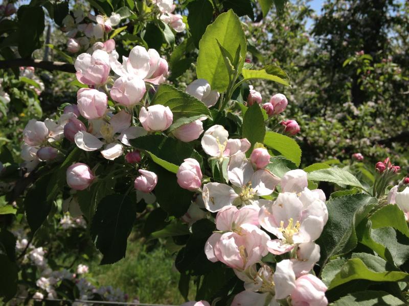 Apple Blossoms Apple Blossoms