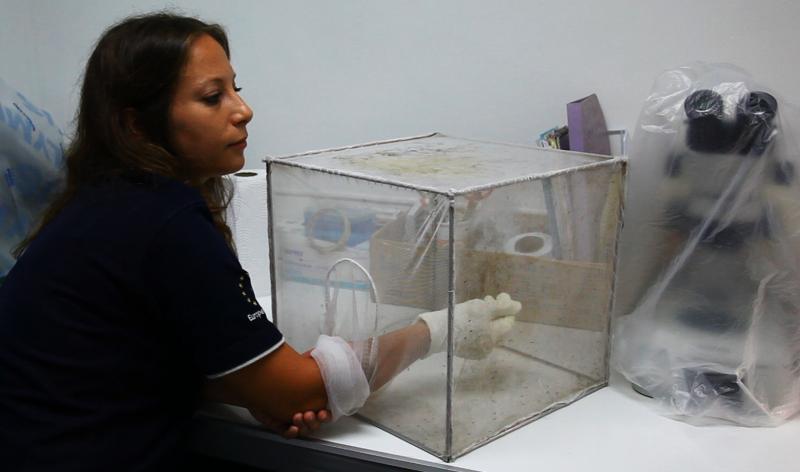 Chiara Andolina, a malaria researcher in Thailand, feeds her mosquito colony by letting the insects bite her right arm. These mosquitoes are picky and will dine only on live human blood. Chiara Andolina, a malaria researcher in Thailand, feeds her mosquito colony by letting the insects bite her right arm. These mosquitoes are picky and will dine only on live human blood.