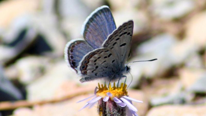 The Mount Charleston blue butterfly is a rare species found only in a few small areas high up in Nevada's Spring Mountains. The Mount Charleston blue butterfly is a rare species found only in a few small areas high up in Nevada's Spring Mountains.
