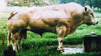 Belgian Blue bulls look like they are made of muscle because they have a mutation in the gene that codes for the protein myostatin. In humans, as in other types of cattle, myostatin normally limits the number of muscle fibers that form before birth and th Belgian Blue bulls look like they are made of muscle because they have a mutation in the gene that codes for the protein myostatin. In humans, as in other types of cattle, myostatin normally limits the number of muscle fibers that form before birth and th