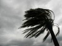 A palm tree in the wind. A palm tree in the wind.