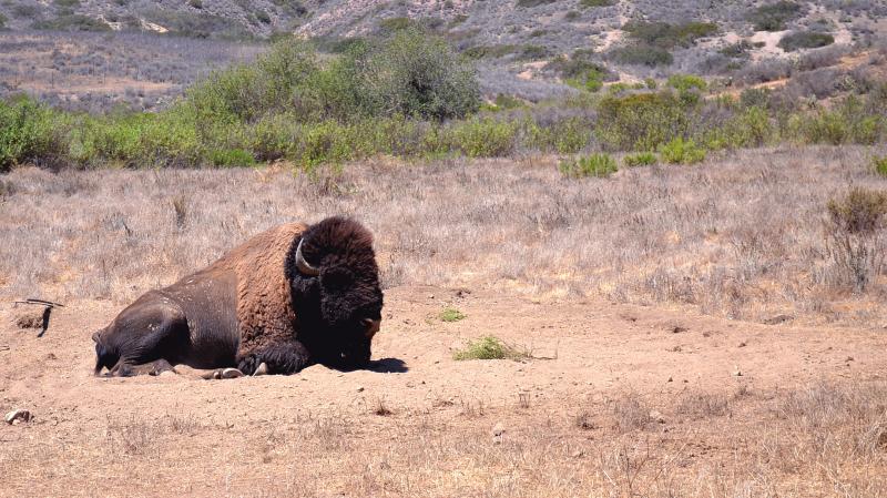 Bison have been roaming the Santa Catalina Island since the 1920s. At one time they numbered more than 600. Bison have been roaming the Santa Catalina Island since the 1920s. At one time they numbered more than 600.