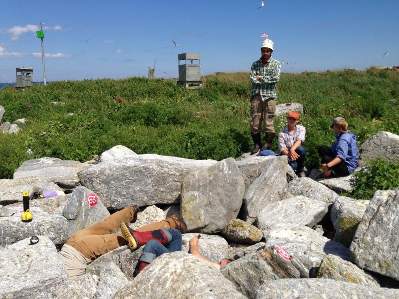 Project Puffin staffers "grub" for puffin chicks beneath boulders. Project Puffin staffers "grub" for puffin chicks beneath boulders.