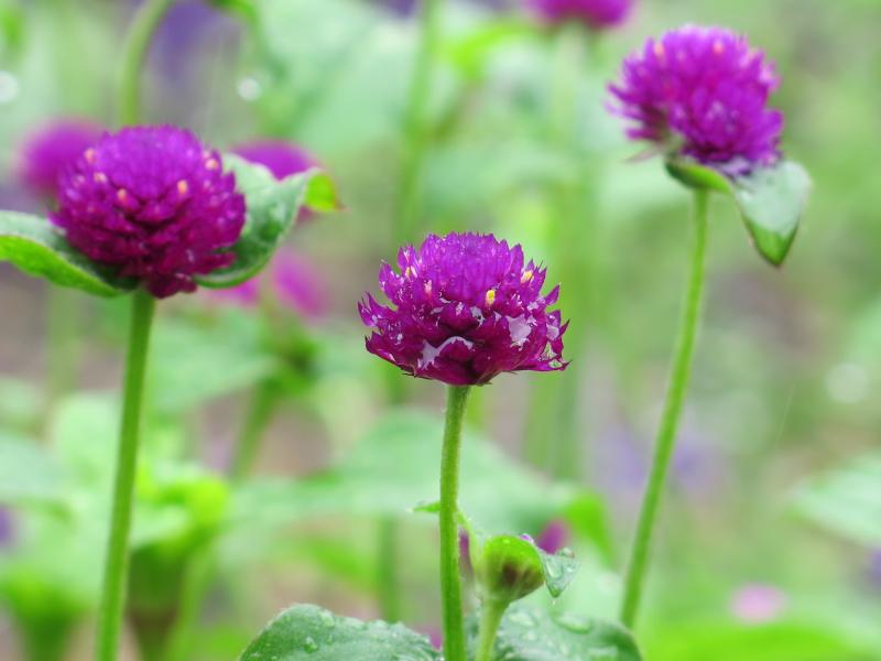 Many of the flowers at Hillwood are doing well despite the ever-changing local climate. Many of the flowers at Hillwood are doing well despite the ever-changing local climate.