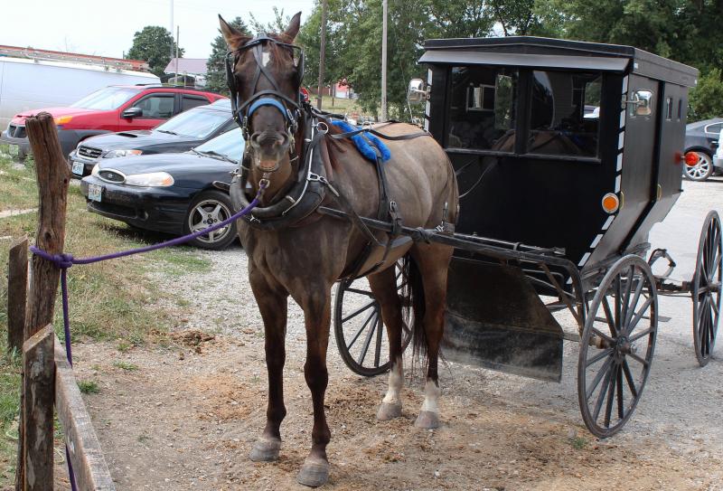Jamesport has the largest Amish community in Missouri, and horse-pulled buggies are often parked alongside cars. Horse owners in the state are divided over whether to allow horses to be killed for meat in the U.S. Jamesport has the largest Amish community in Missouri, and horse-pulled buggies are often parked alongside cars. Horse owners in the state are divided over whether to allow horses to be killed for meat in the U.S.