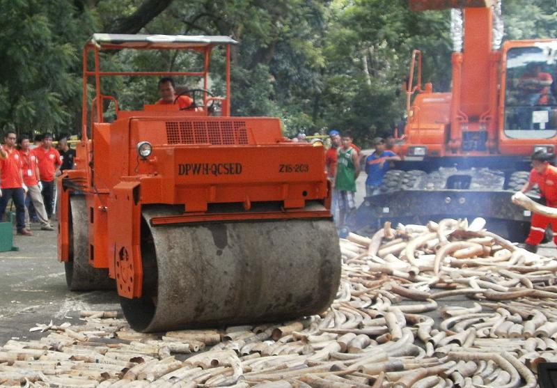 A steamroller tries to flatten tusks, without much luck. A steamroller tries to flatten tusks, without much luck.