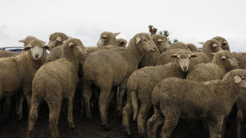 The changing landscape of of agriculture is leaving many sheep farms in the dust. Farms are larger and technology makes crops more economically attractive and sheep herds less. The changing landscape of of agriculture is leaving many sheep farms in the dust. Farms are larger and technology makes crops more economically attractive and sheep herds less.
