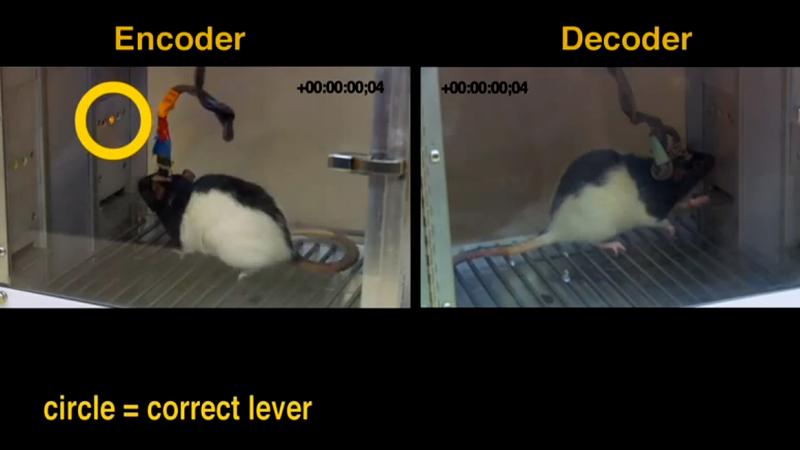 Rats share information via brain implants, say researchers. Rats share information via brain implants, say researchers.