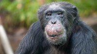 Chimpanzee Toni celebrated his 50th birthday at the Hellabrunn Zoo in Munich on Nov. 22, 2011. Chimpanzee Toni celebrated his 50th birthday at the Hellabrunn Zoo in Munich on Nov. 22, 2011.