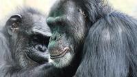 Two chimps groom each other at the Save the Chimps facility in Florida. The National Institutes of Health owns about 360 chimpanzees that aren't yet retired and that are living at research facilities; new guidelines say most of its chimps should be retire Two chimps groom each other at the Save the Chimps facility in Florida. The National Institutes of Health owns about 360 chimpanzees that aren't yet retired and that are living at research facilities; new guidelines say most of its chimps should be retire