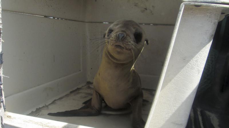More and more starving sea lions are being found stranded on California shores, and animal rehabilitation centers are at their maximum capacity. Experts say there are fewer fish for these mammals to feed on, but they don't know why. More and more starving sea lions are being found stranded on California shores, and animal rehabilitation centers are at their maximum capacity. Experts say there are fewer fish for these mammals to feed on, but they don't know why.
