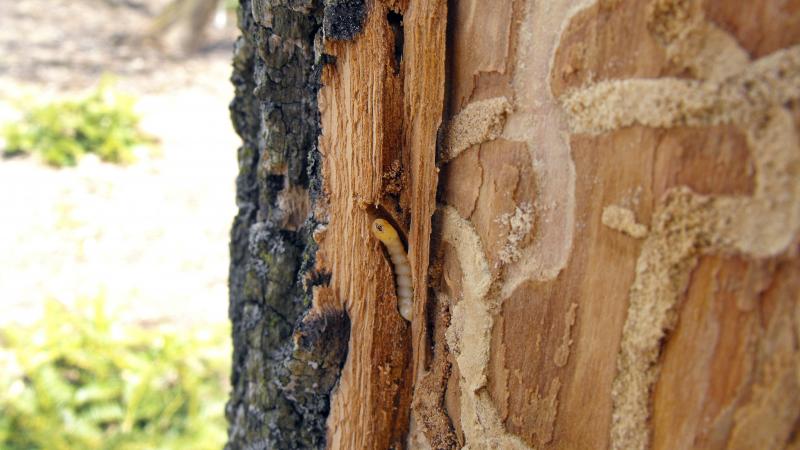 Emerald ash borer larvae damage the ash trees they live in. Emerald ash borer larvae damage the ash trees they live in.