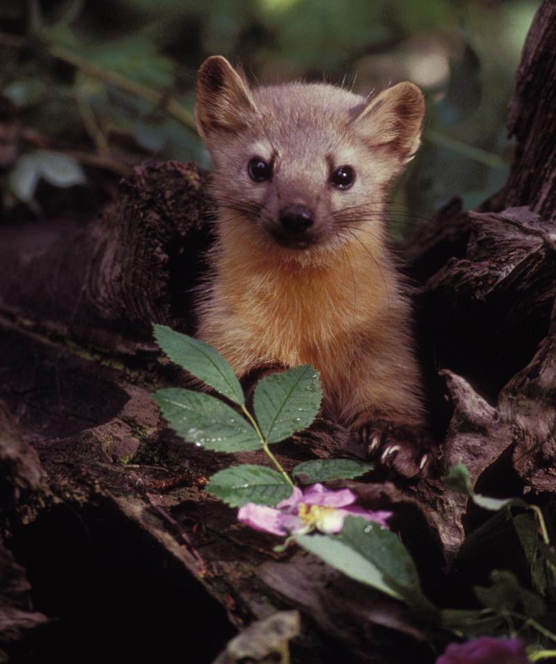 A group of volunteers is helping biologists see whether there are any martens left in the Olympic National Forest in Washington state. A group of volunteers is helping biologists see whether there are any martens left in the Olympic National Forest in Washington state.