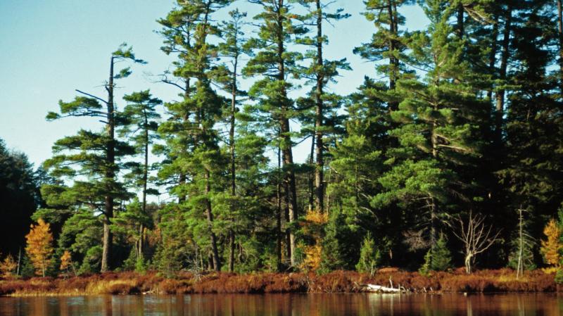 Current water-filtering technology is costly, but MIT scientists are testing a simpler and cheaper method that uses wood from white pine trees. Current water-filtering technology is costly, but MIT scientists are testing a simpler and cheaper method that uses wood from white pine trees.