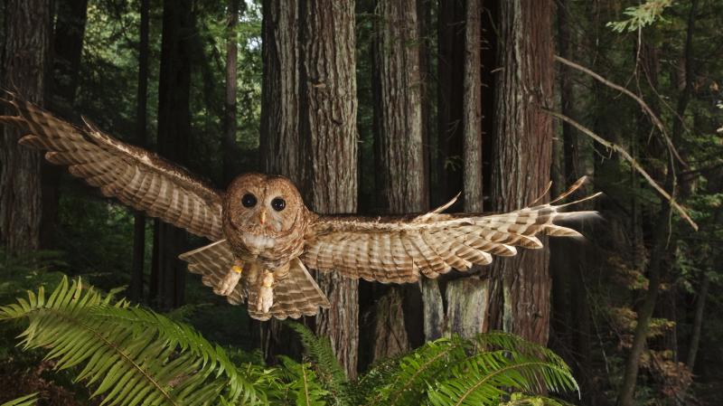 A northern spotted owl in a Redwood forest. A northern spotted owl in a Redwood forest.