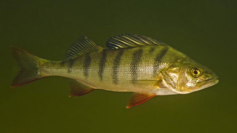 Perch exposed to the anxiety drug oxazepam were more daring and ate more quickly than fish that lived in drug-free water. Perch exposed to the anxiety drug oxazepam were more daring and ate more quickly than fish that lived in drug-free water.