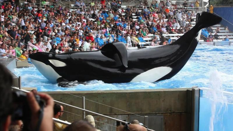 The new documentary Blackfish looks at the practice of keeping orca whales in captivity. The new documentary Blackfish looks at the practice of keeping orca whales in captivity.