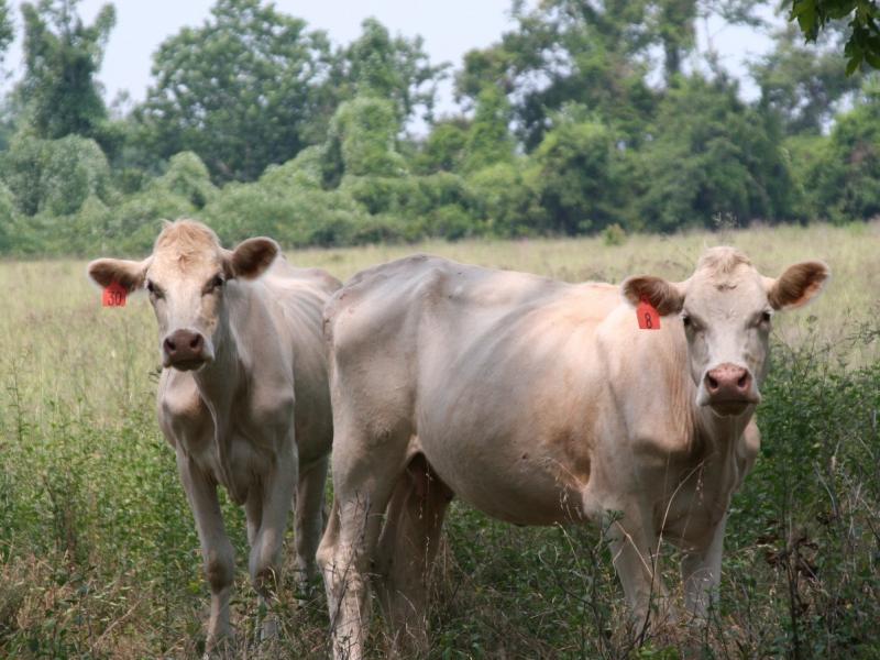 The EPA tries to keep track of all sorts of methane producers — including herds of methane-belching cattle. The EPA tries to keep track of all sorts of methane producers — including herds of methane-belching cattle.
