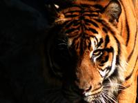 tiger promo image tiger promo image