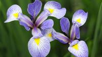 Researchers in Massachusetts and Wisconsin are comparing modern flower blooming data with notes made by Henry David Thoreau and Aldo Leopold. The sight of irises blooming during a Boston winter helped spur the research. Researchers in Massachusetts and Wisconsin are comparing modern flower blooming data with notes made by Henry David Thoreau and Aldo Leopold. The sight of irises blooming during a Boston winter helped spur the research.