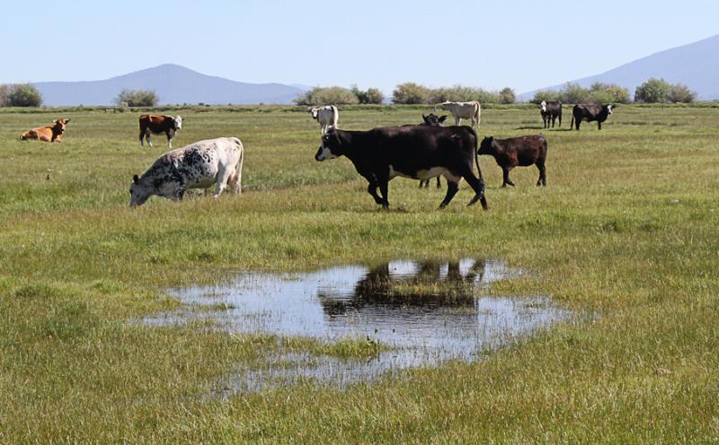 Cattle stand in a heavily irrigated pasture in Oregon's Upper Klamath Basin. The state has ordered ranchers in the region to shut down irrigation. The move is aimed at protecting the rights of Indian tribes who live downstream. Cattle stand in a heavily irrigated pasture in Oregon's Upper Klamath Basin. The state has ordered ranchers in the region to shut down irrigation. The move is aimed at protecting the rights of Indian tribes who live downstream.